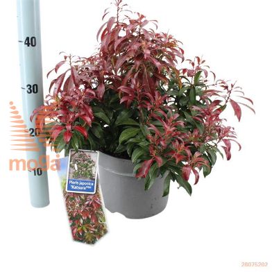 http://twentheplant.nl/tsd/90551_PIJKATSU_8p23030040_2.jpg