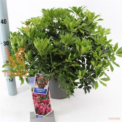 http://twentheplant.nl/tsd/90551_PIJPASSI_8p23030040_2.jpg