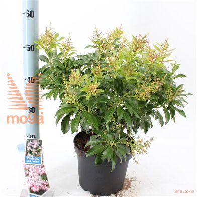 http://twentheplant.nl/tsd/90551_PIJPPASS_8p23030040_2.jpg