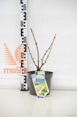 http://twentheplant.nl/tsd/90551_SANGSPAR_8p17020025_1.jpg