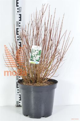 http://twentheplant.nl/tsd/90925_PHMHERMI_9C10060080_2.jpg
