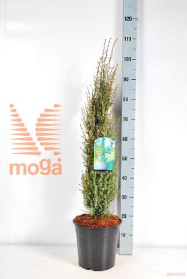 http://twentheplant.nl/tsd/82088_JUCSENTI_8P26080100_2.jpg