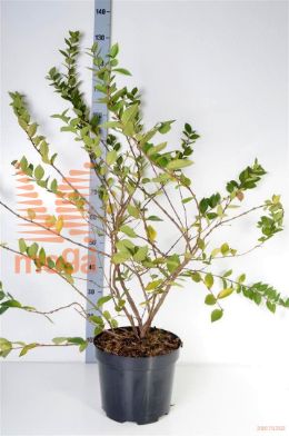 http://twentheplant.nl/tsd/82088_LOPWBEAU_9C10080100_2.jpg