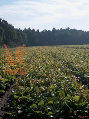 http://twentheplant.nl/tsd/76451_CASATIVA_B211060100_1.jpg