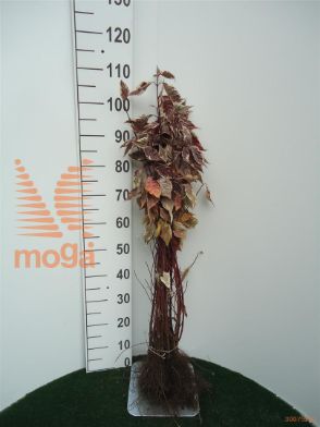 http://twentheplant.nl/tsd/76451_COAELEGA_B101040060_1.jpg