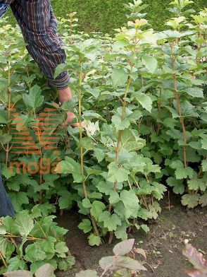 http://twentheplant.nl/tsd/76451_VIOPULUS_B312100125_1.jpg