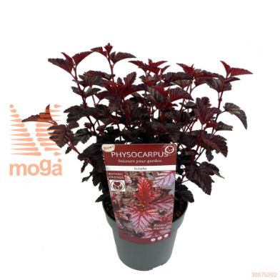 http://twentheplant.nl/tsd/82824_PHORUBEL_8P19030_2.jpg
