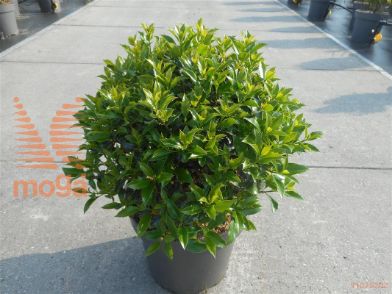 http://twentheplant.nl/tsd/81210_ILAALASK_vbl40c12_2.jpg