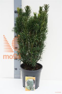 http://twentheplant.nl/tsd/68225_CEHFASTI_8P19040050_1.jpg