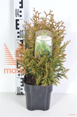 http://twentheplant.nl/tsd/51613_THPLBOY_8P17020025_2.jpg