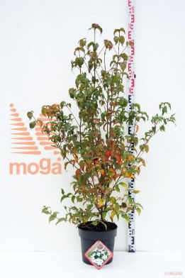 http://twentheplant.nl/tsd/62112_CORUTBAN_8p24080100_1.jpg