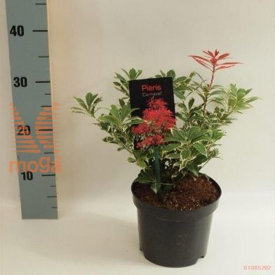 http://twentheplant.nl/tsd/88050_PIJCARNA_8P17020025_1.jpg