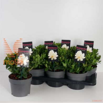 http://twentheplant.nl/tsd/88050_RHGWONDE_8p17020025_1.jpg