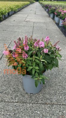 http://twentheplant.nl/tsd/61862_BUDBCLPI_8p24030040_2.jpg