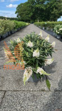 http://twentheplant.nl/tsd/61862_BUDBCLWH_8p24030040_2.jpg