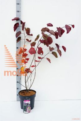 http://twentheplant.nl/tsd/62112_CECMERLO_8p24040050_1.jpg
