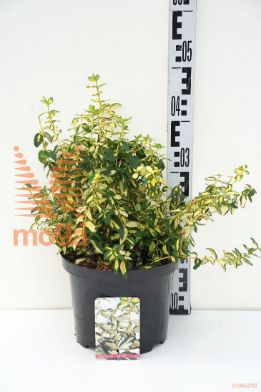 http://twentheplant.nl/tsd/85690_EUFBLOND_8P23025030_1.jpg