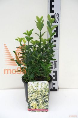 http://twentheplant.nl/tsd/85690_EUJASPRI_8P13015020_1.jpg