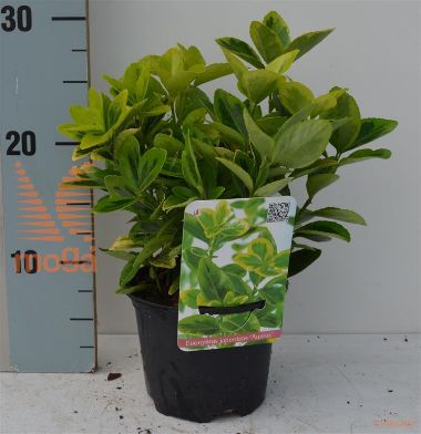http://twentheplant.nl/tsd/85690_EUJAUREU_8P13015020_1.jpg