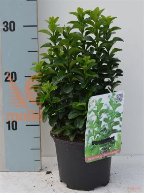 http://twentheplant.nl/tsd/85690_EUJGROCK_8P13015020_1.jpg
