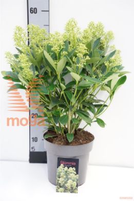 http://twentheplant.nl/tsd/88050_SKJFINCH_8p19035_1.jpg