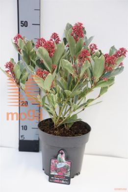 http://twentheplant.nl/tsd/88050_SKJPEROS_8p19035_1.jpg