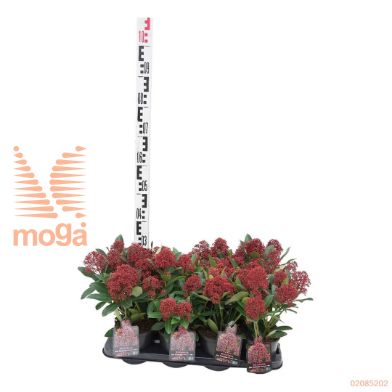 http://twentheplant.nl/tsd/88050_SKJRUBES_8P13020_1.jpg