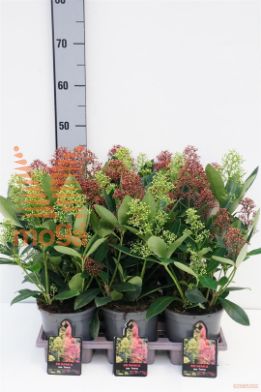 http://twentheplant.nl/tsd/88050_SKJTWINS_8P15020025_1.jpg