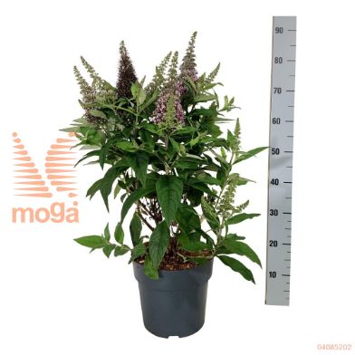 http://twentheplant.nl/tsd/55037_BUDBCLCE_8P26050060_2.jpg