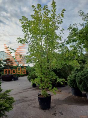 Slika Acer saccharinum |350-400|MultiST|C90