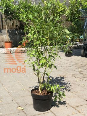 Slika ameriška borovnica "Blue Jay"