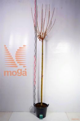 http://twentheplant.nl/tsd/78110_ACPGLOBO_S2251618C70_1.jpg