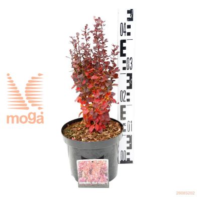 http://twentheplant.nl/tsd/76887_BETRTOWE_8P19030040_1.jpg