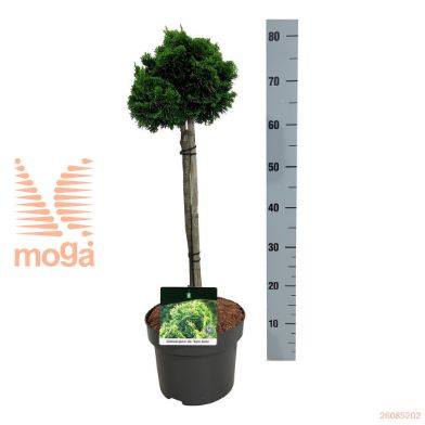 http://twentheplant.nl/tsd/70712_CHONAURE_S040P23_1.jpg