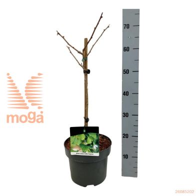 http://twentheplant.nl/tsd/70712_GIBLEMPE_s040p23_1.jpg