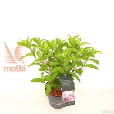 http://twentheplant.nl/tsd/76887_HYPCCOCK_8P19030040_2.jpg