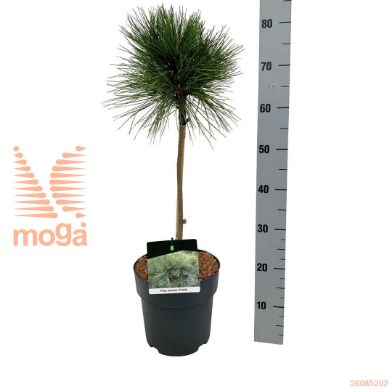 http://twentheplant.nl/tsd/70712_PIRPILLN_s040p23_1.jpg
