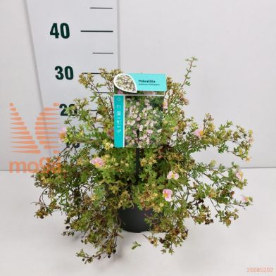 http://twentheplant.nl/tsd/61862_POFPQUEE_8P19025030_2.jpg