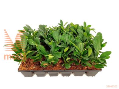 http://twentheplant.nl/tsd/76887_PRLBONAP_GP09KWEEKTR_2.jpg