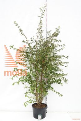 http://twentheplant.nl/tsd/78110_PRBRIDE_S250300C500_1.jpg