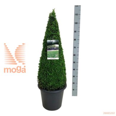http://twentheplant.nl/tsd/55028_BUSEMPER_VP7080C12A_1.jpg