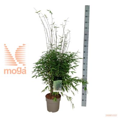 http://twentheplant.nl/tsd/55028_FANGANSU_8P24080100_2.jpg