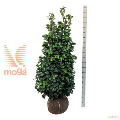 http://twentheplant.nl/tsd/53713_PRLANI_K125150E_1.jpg