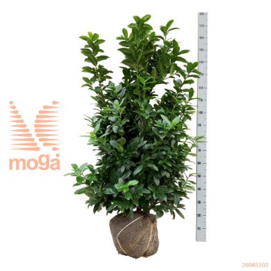 http://twentheplant.nl/tsd/53713_PRLKLEOP_K125150E_1.jpg