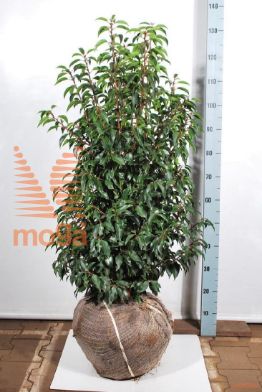 http://twentheplant.nl/tsd/53713_PRULANGU_VBL8090DK_1.jpg