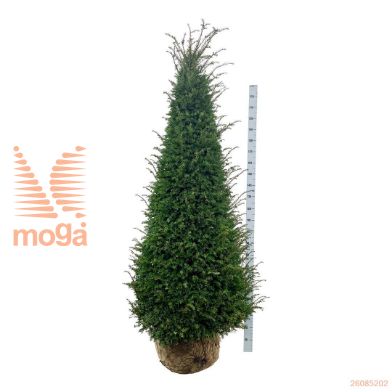 http://twentheplant.nl/tsd/53713_TABACCAT_VP200225EDK_1.jpg