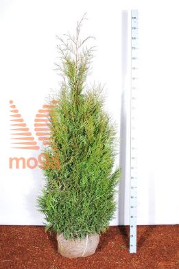 http://twentheplant.nl/tsd/53713_THPMARTI_K180200E_1.jpg