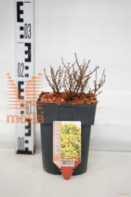 http://twentheplant.nl/tsd/56804_BETLSTAR_8p17030_1.jpg