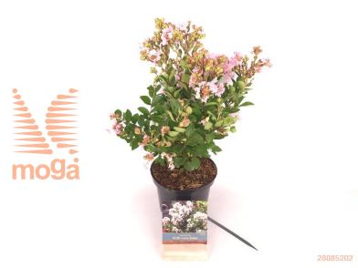 http://twentheplant.nl/tsd/76887_LAIWLBAB_8P17020030_1.jpg