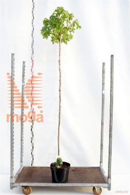 http://twentheplant.nl/tsd/95202_LISGBALL_S1800608C10_1.jpg